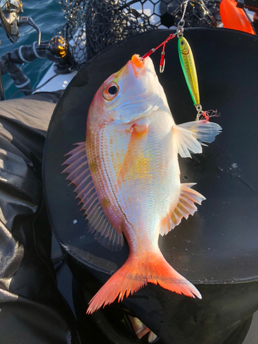 レンコダイの釣果