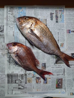 マダイの釣果