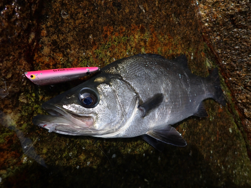 ヒラスズキの釣果