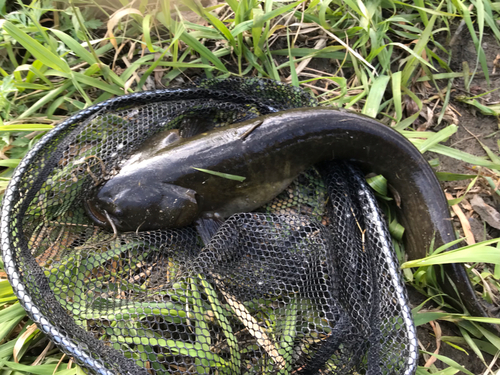 ナマズの釣果