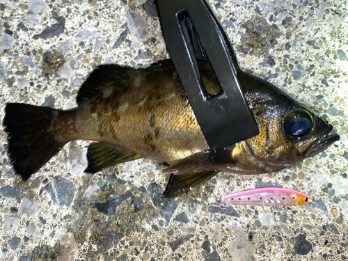 メバルの釣果