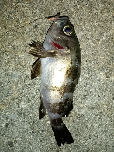 メバルの釣果