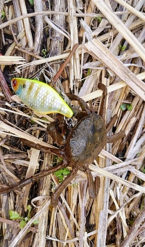 カニの釣果