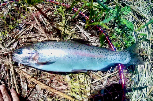 ニジマスの釣果