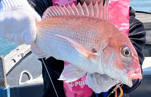 マダイの釣果