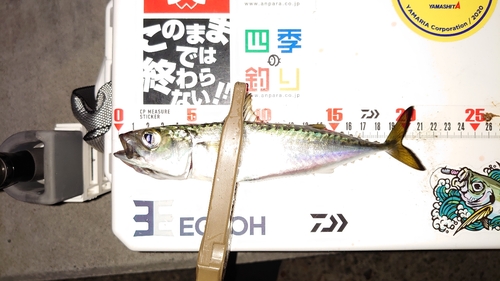 サバの釣果