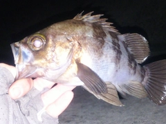 クロメバルの釣果