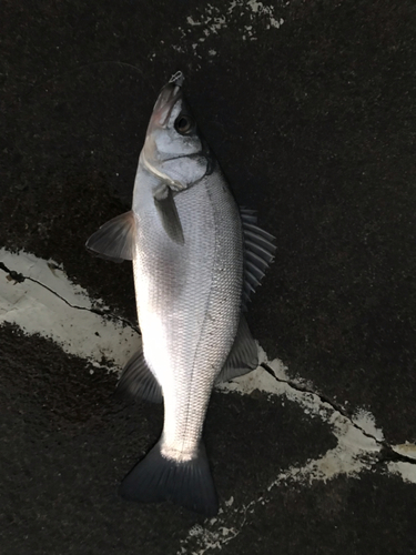 フッコ（ヒラスズキ）の釣果