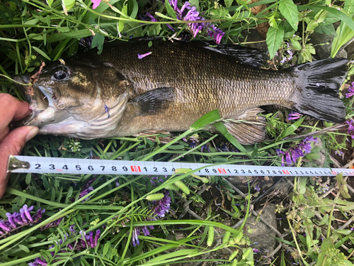 スモールマウスバスの釣果