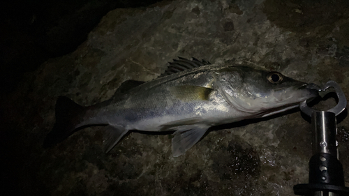 セイゴ（マルスズキ）の釣果