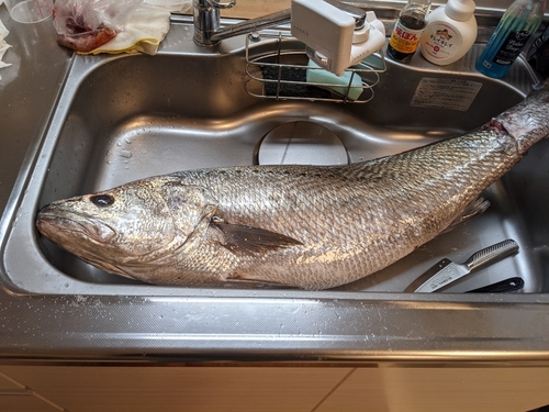 オオニベの釣果