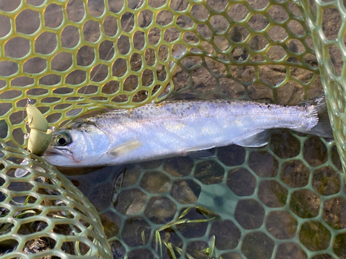 ニジマスの釣果