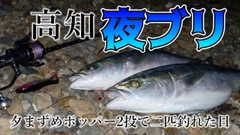 ブリの釣果