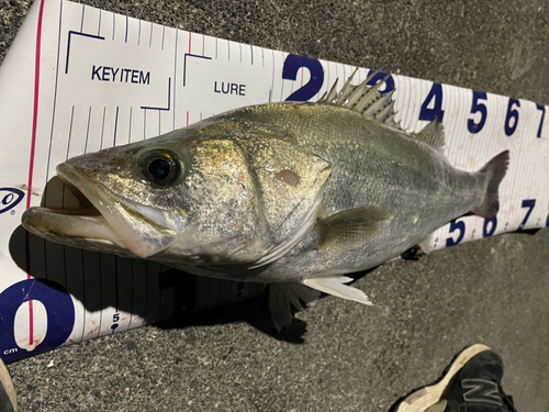 シーバスの釣果