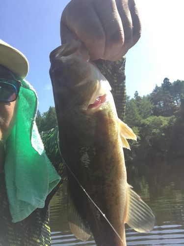 ブラックバスの釣果