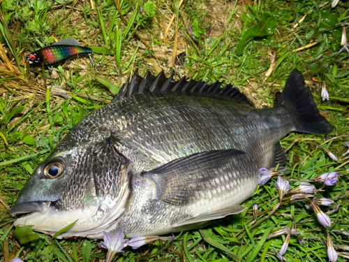 クロダイの釣果