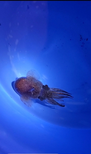 ミミイカの釣果