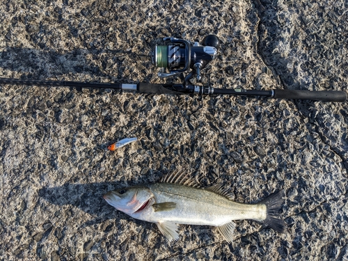 セイゴ（マルスズキ）の釣果