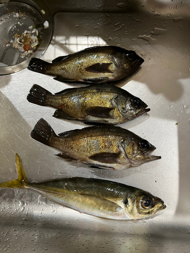 シロメバルの釣果