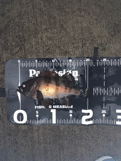 メバルの釣果