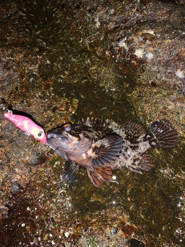 ムラソイの釣果