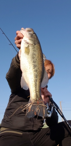 ブラックバスの釣果