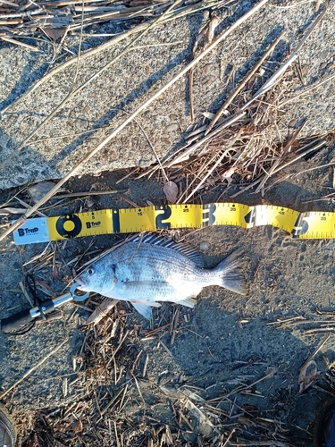 キビレの釣果