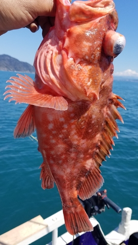 ウッカリカサゴの釣果