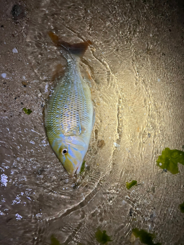 ハマフエフキの釣果