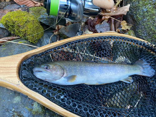 イワナの釣果