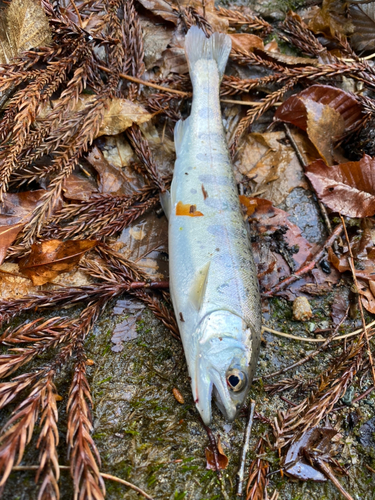 ヤマメの釣果