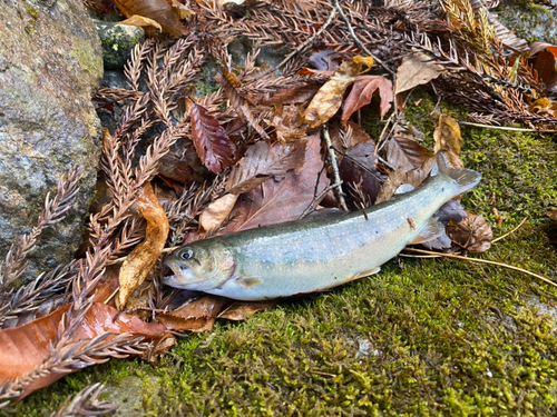 イワナの釣果