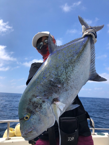 カスミアジの釣果