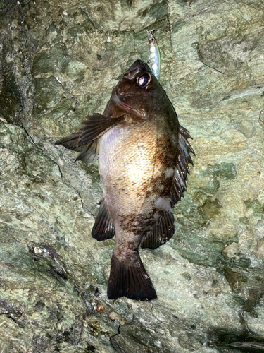 アオメバルの釣果