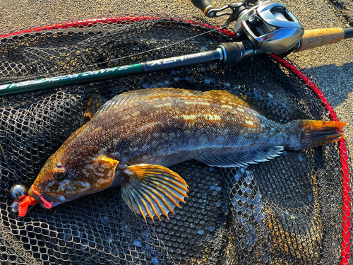 アブラコの釣果