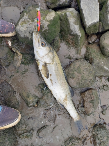 フッコ（マルスズキ）の釣果