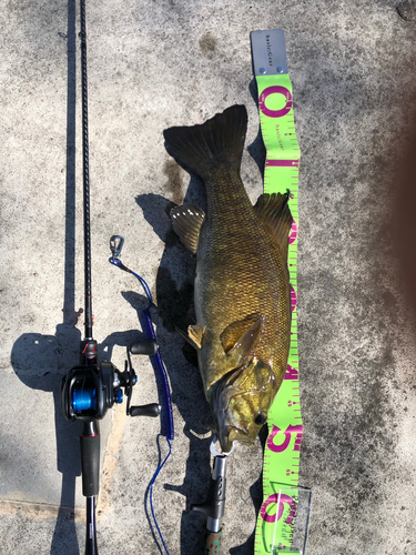 スモールマウスバスの釣果