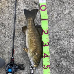 スモールマウスバス