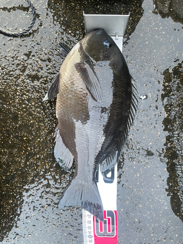 メジナの釣果