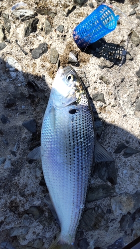 コノシロの釣果