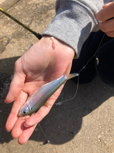 サッパの釣果