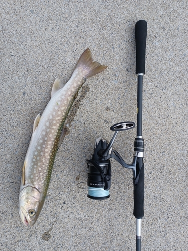 アメマスの釣果