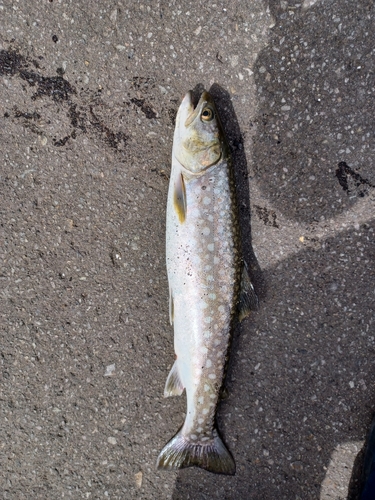 アメマスの釣果