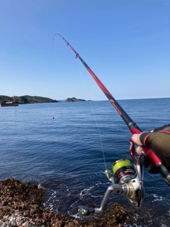 メイタの釣果