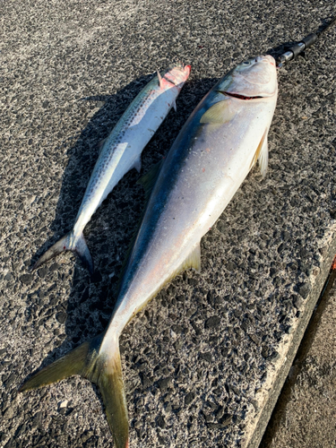 サワラの釣果