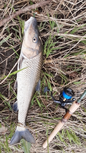 ニゴイの釣果