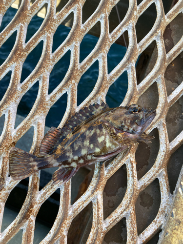 カサゴの釣果