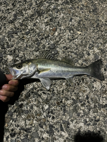 セイゴ（マルスズキ）の釣果