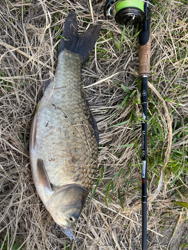 フナの釣果