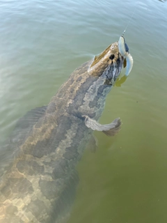 ライギョの釣果